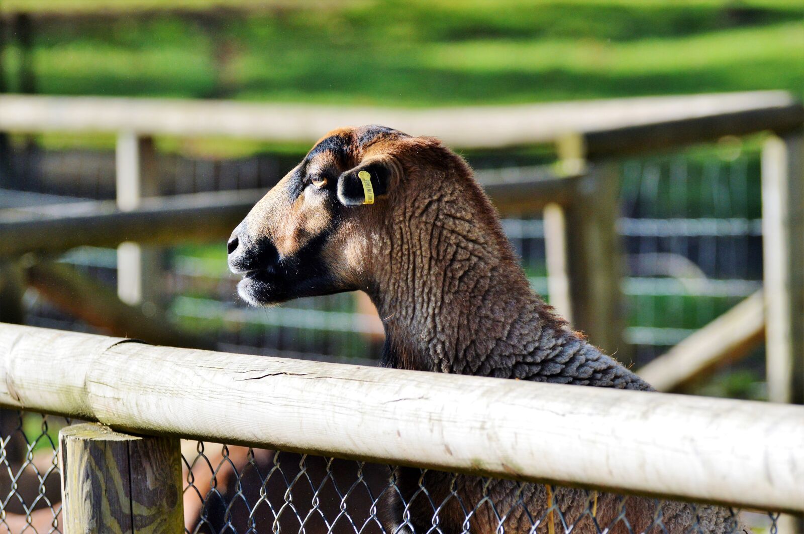 Nikon D3200 sample photo. Sheep, animals, sheep's wool photography