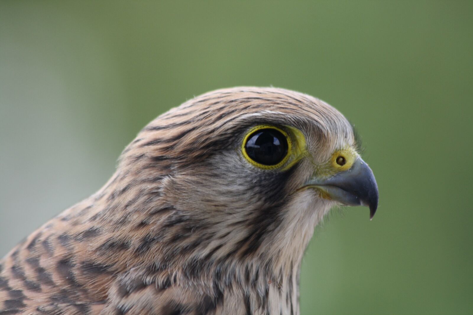 Canon EOS 1000D (EOS Digital Rebel XS / EOS Kiss F) sample photo. Kestrel, young hawk, bird photography