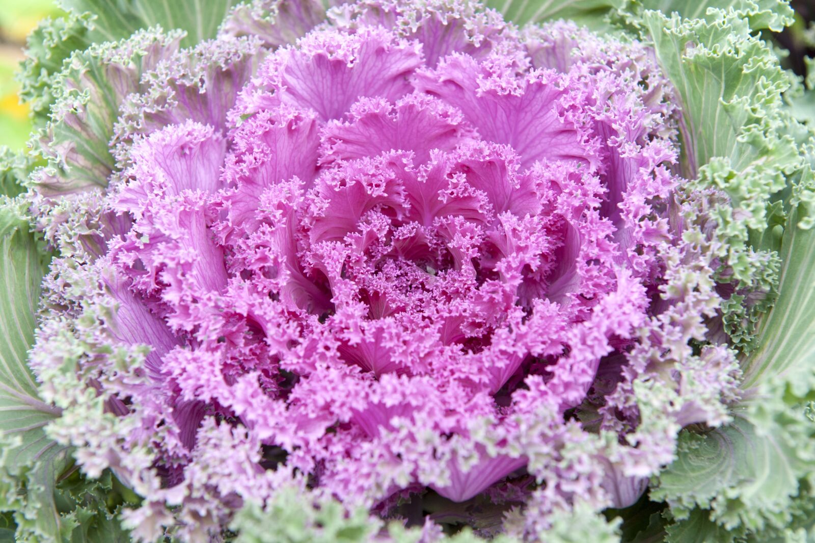 Nikon D700 sample photo. Flowers, cabbage, autumn photography