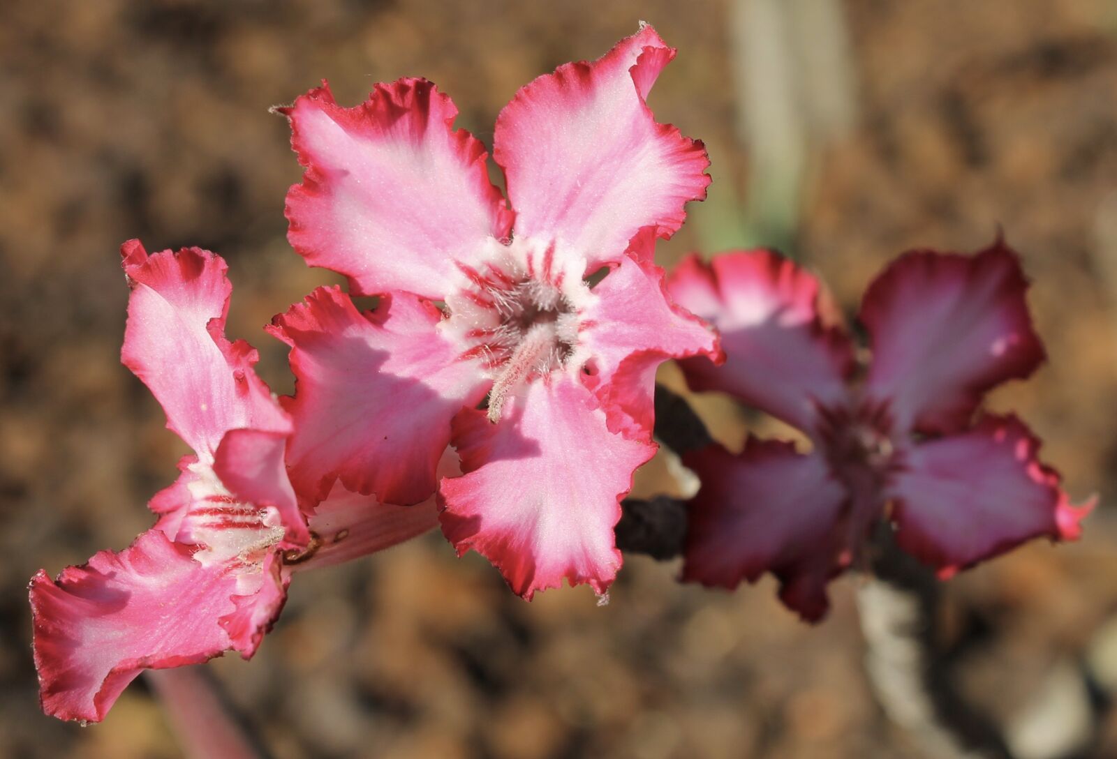 Canon EOS 1100D (EOS Rebel T3 / EOS Kiss X50) sample photo. Flower, pink, macro photography