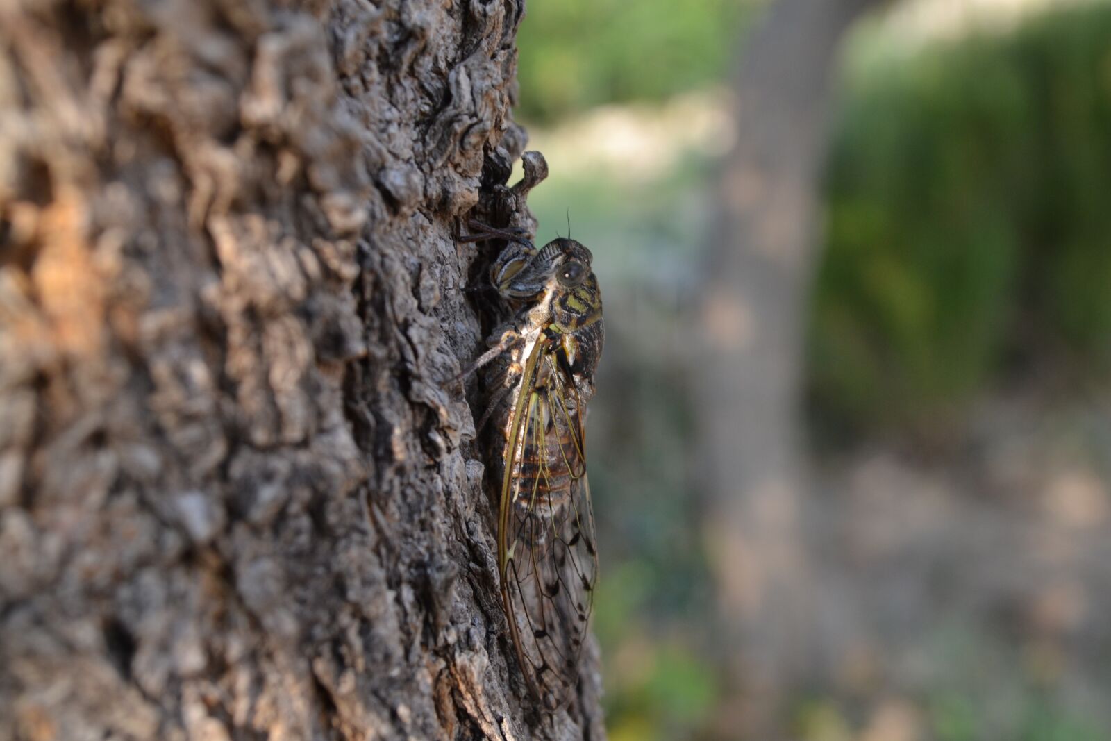 Nikon D3100 sample photo. Cicada, animal, nature photography