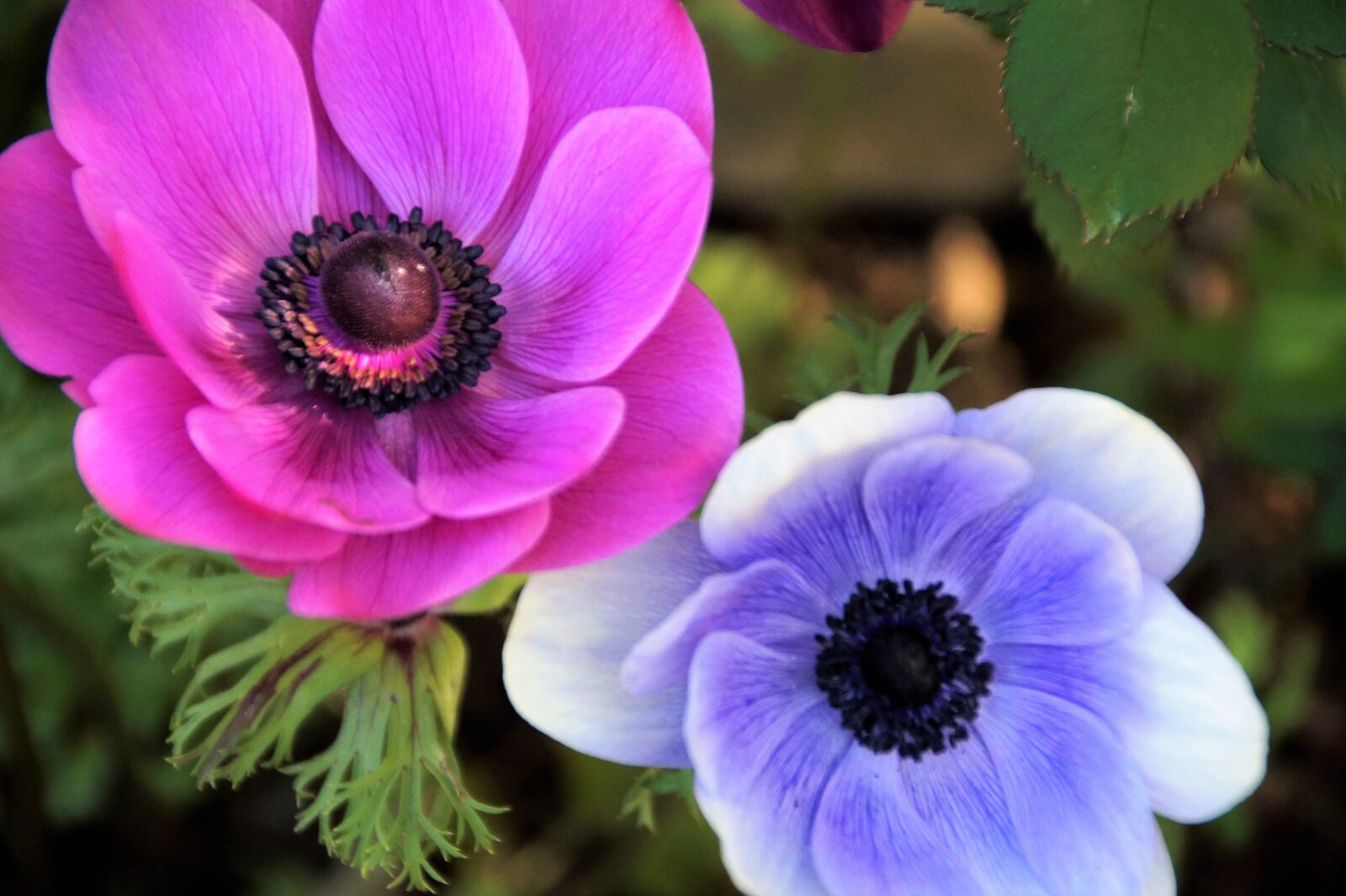 Sony SLT-A58 sample photo. Anemone, věncová, jerusalem photography