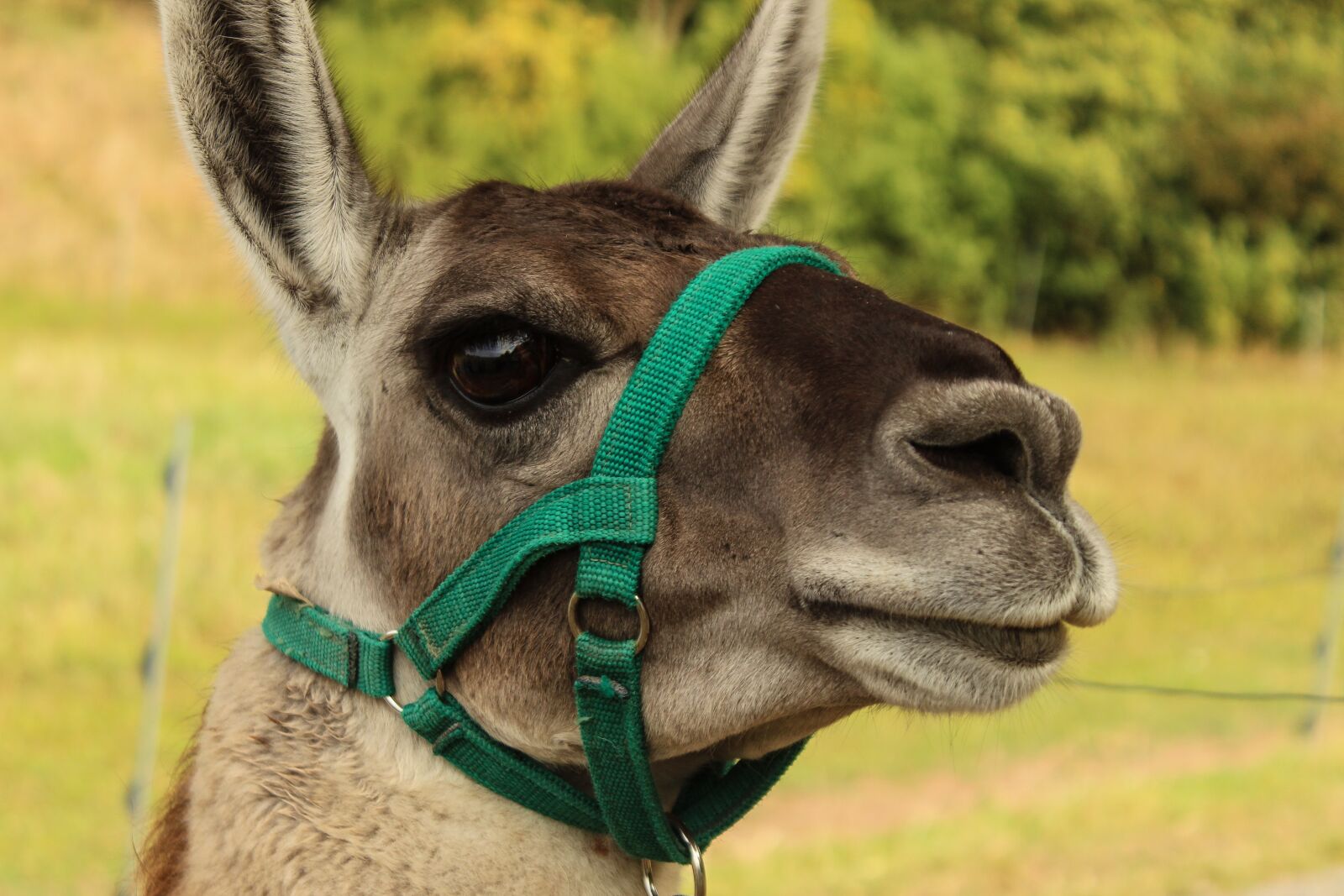 Canon EOS 600D (Rebel EOS T3i / EOS Kiss X5) sample photo. Lama, meadow, animal photography