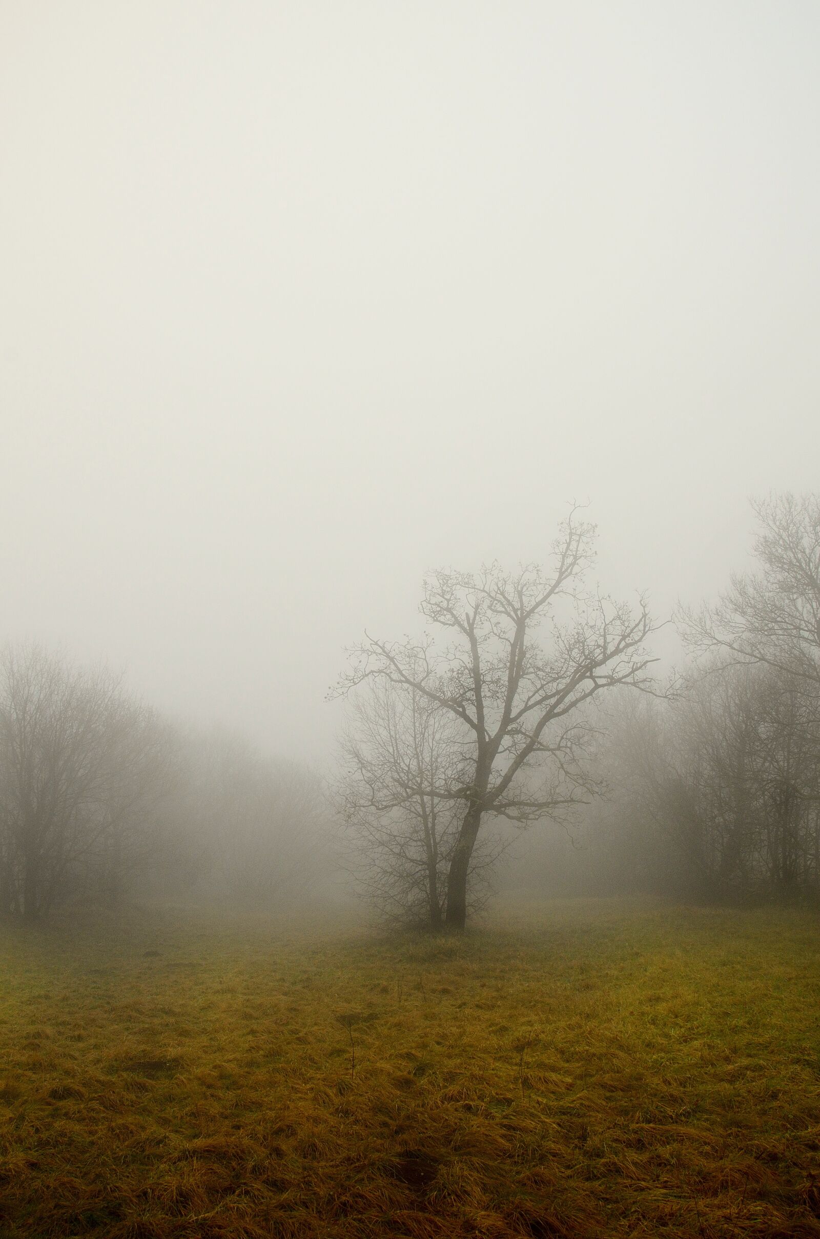 Nikon D7000 sample photo. Tree, fog, dry branch photography