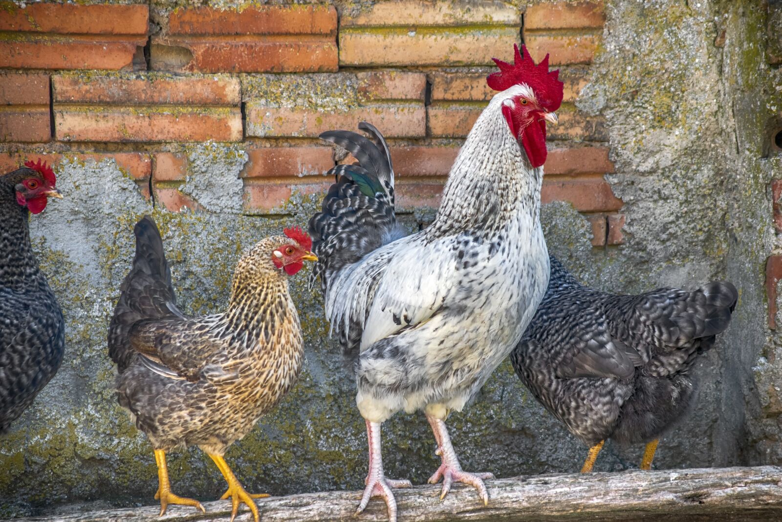 Nikon D3300 sample photo. Animals, gallo, hens photography