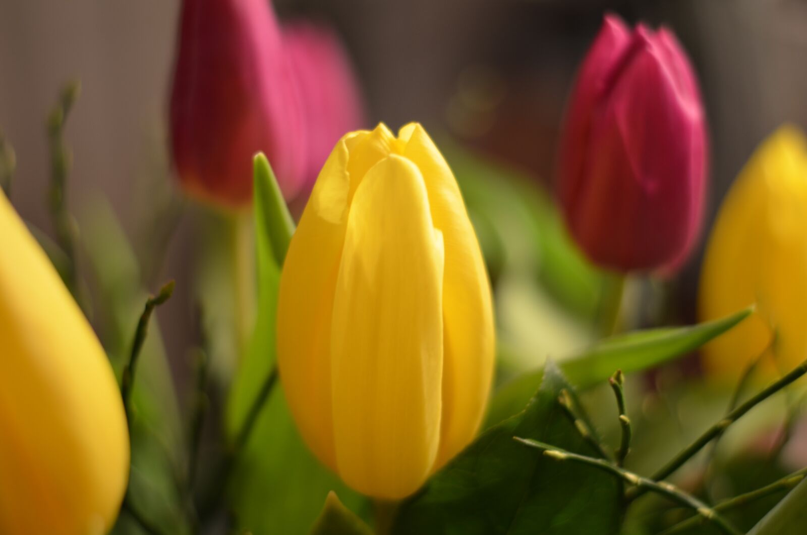 Nikon D5100 sample photo. Tulips, flowers, red photography