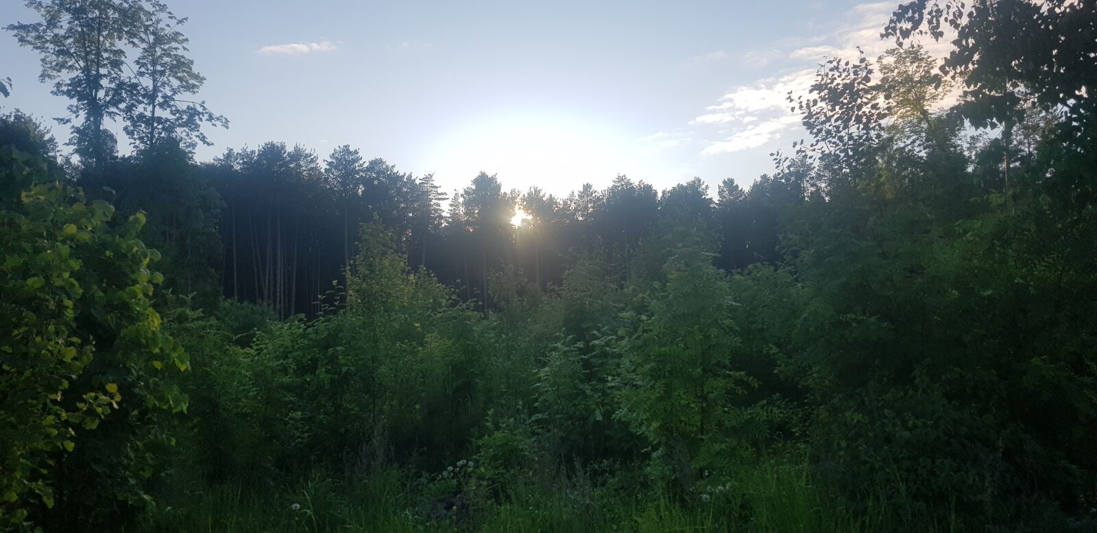Samsung Galaxy S8+ sample photo. Forest, trees, summer photography
