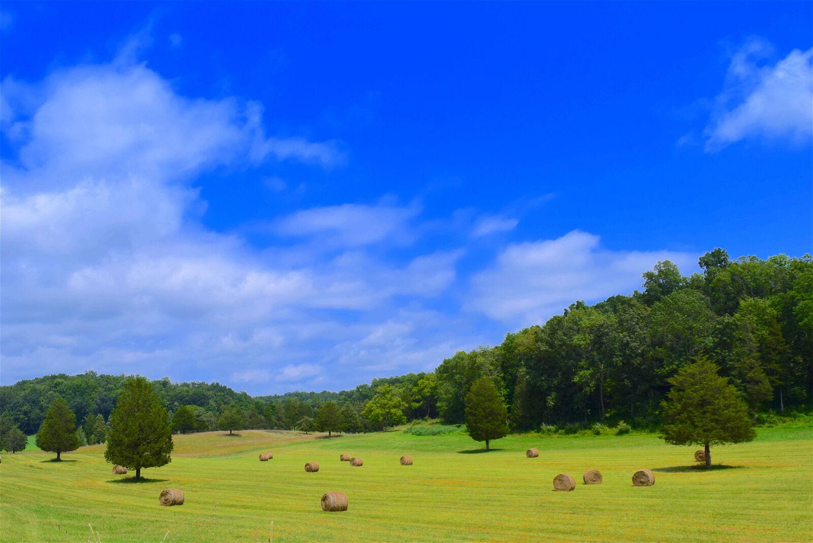 Nikon D3300 sample photo. Field, hay bales, trees photography