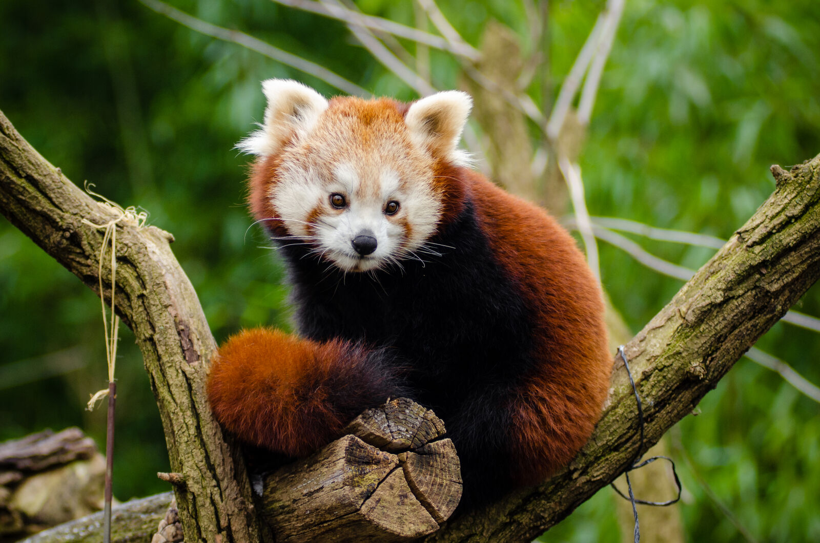 AF Zoom-Nikkor 80-200mm f/2.8 ED sample photo