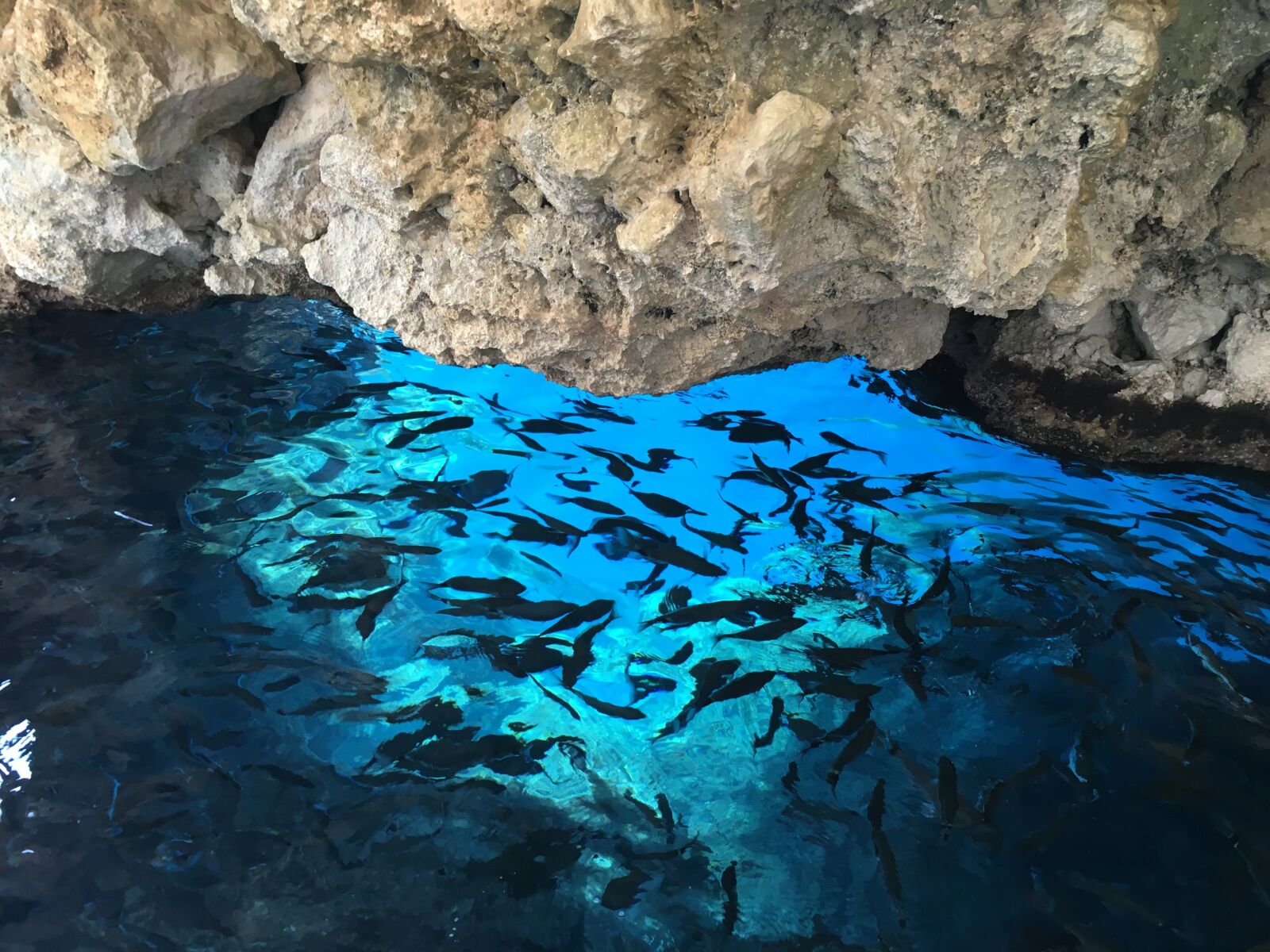 Apple iPhone 6s sample photo. Fish, corfu, greece photography