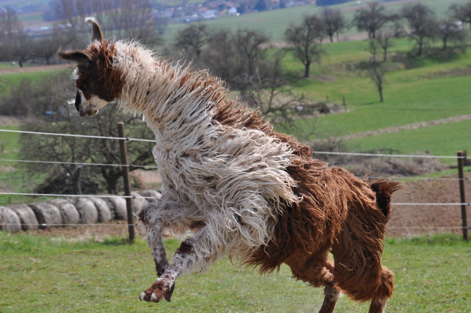 Nikon D5000 sample photo. Lama, alpaca, hairy photography