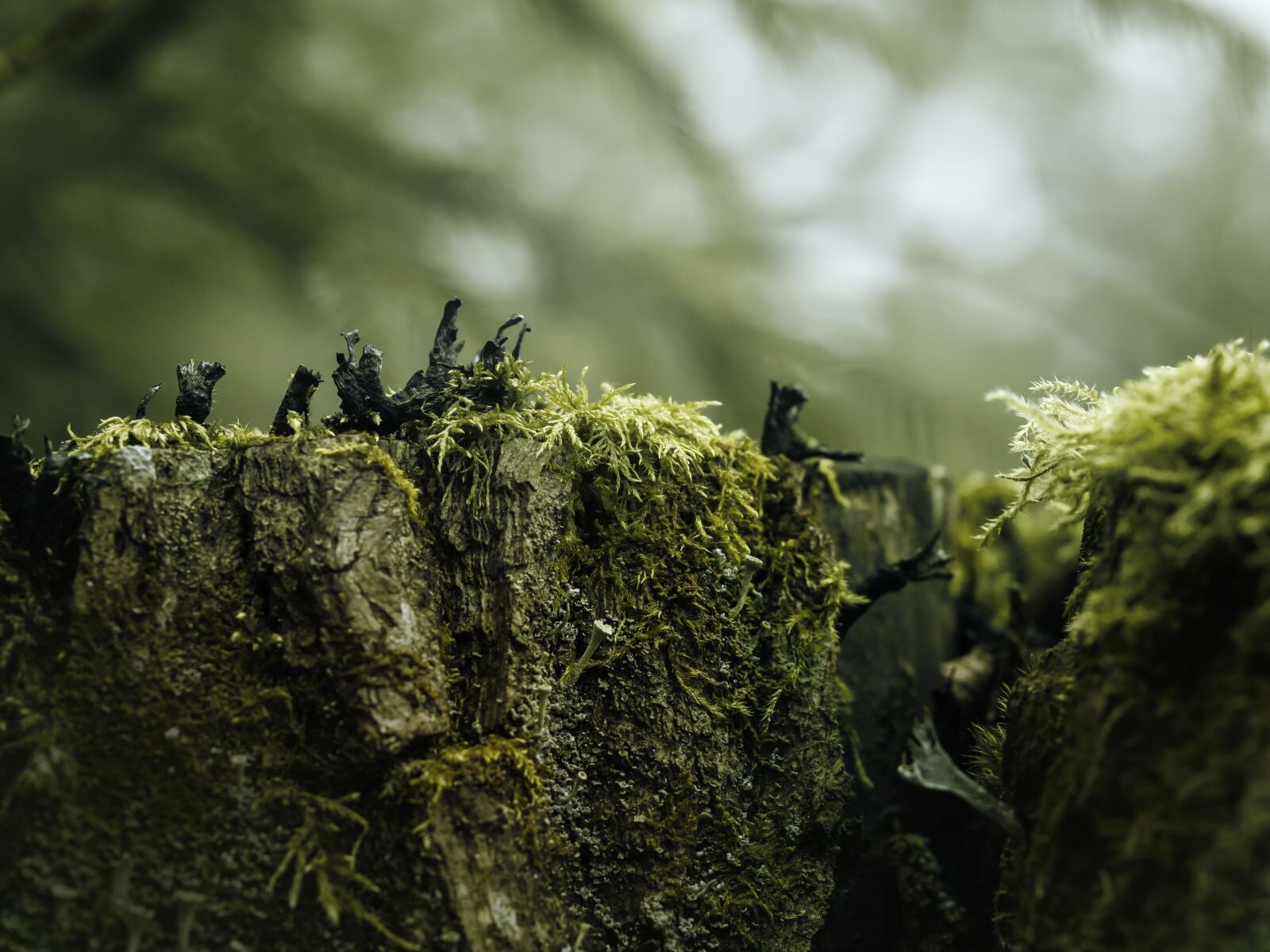 Sigma 60mm F2.8 DN Art sample photo. Moss, lichen, trunk photography