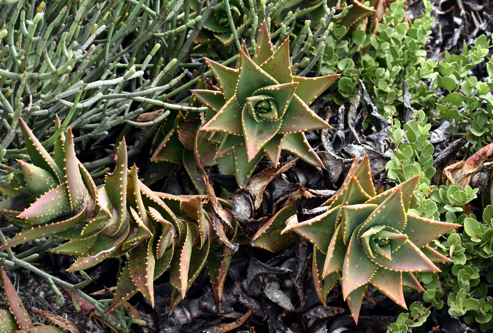 Nikon D5500 sample photo. Plant, aloe, flora photography