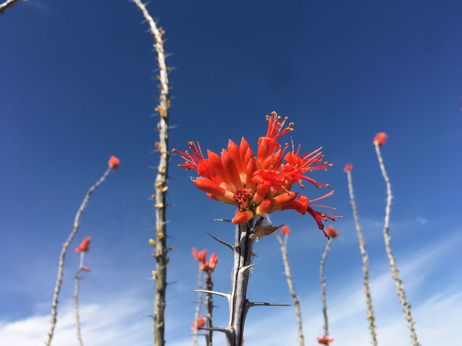 iPhone 6s Plus back camera 4.15mm f/2.2 sample photo. Ocotillo, chihuahuan desert, ocotillo photography