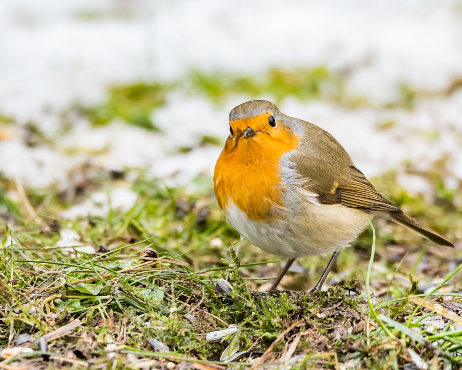 Nikon D500 sample photo. Animal world, bird, songbird photography