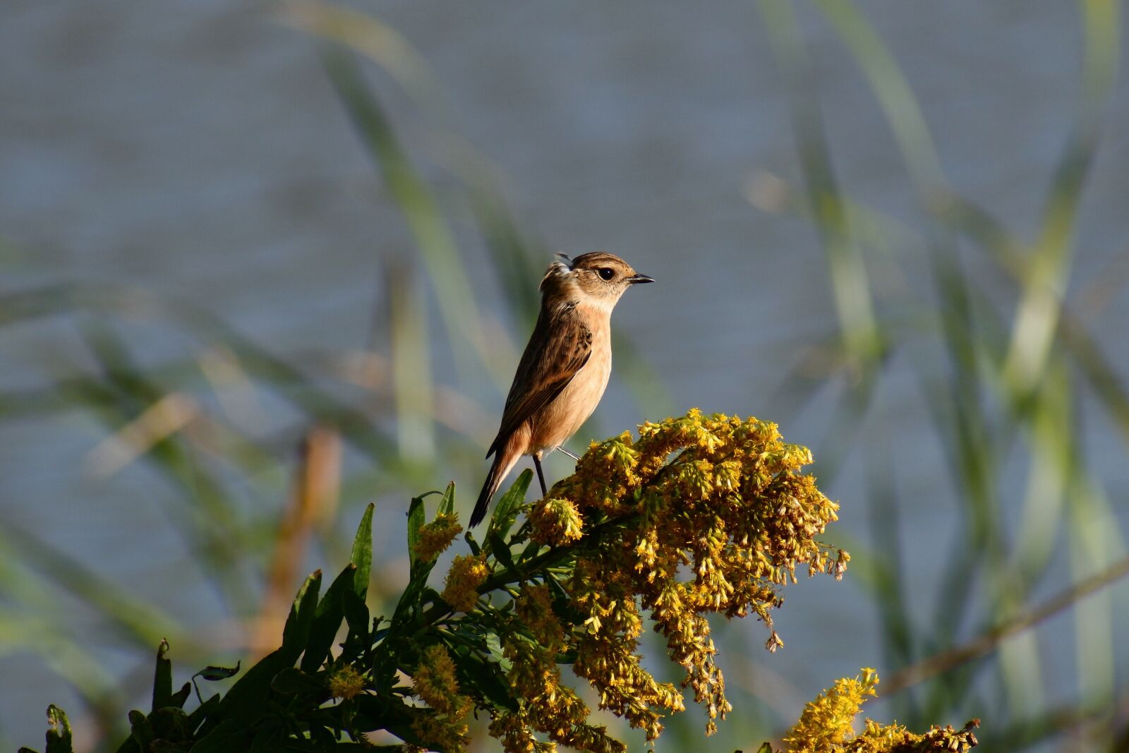 VR 70-300mm f/4.5-6.3G sample photo. Animal, river, waterside photography