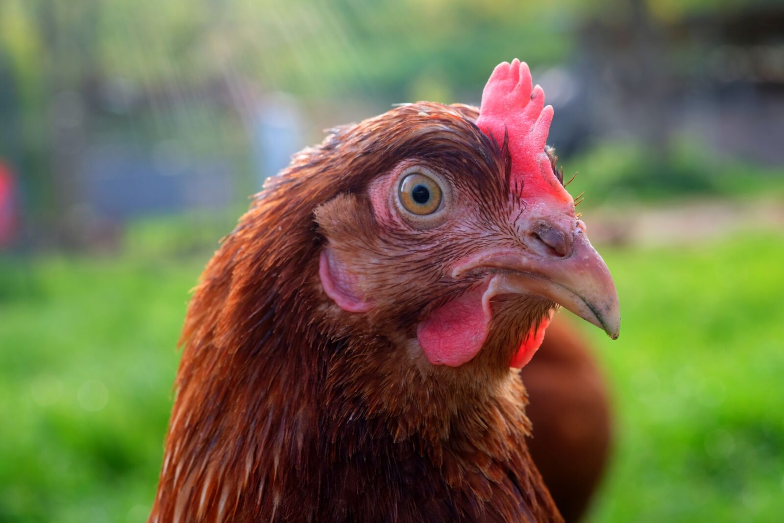 Fujifilm X-T20 sample photo. Chicken head, chicken, pet photography