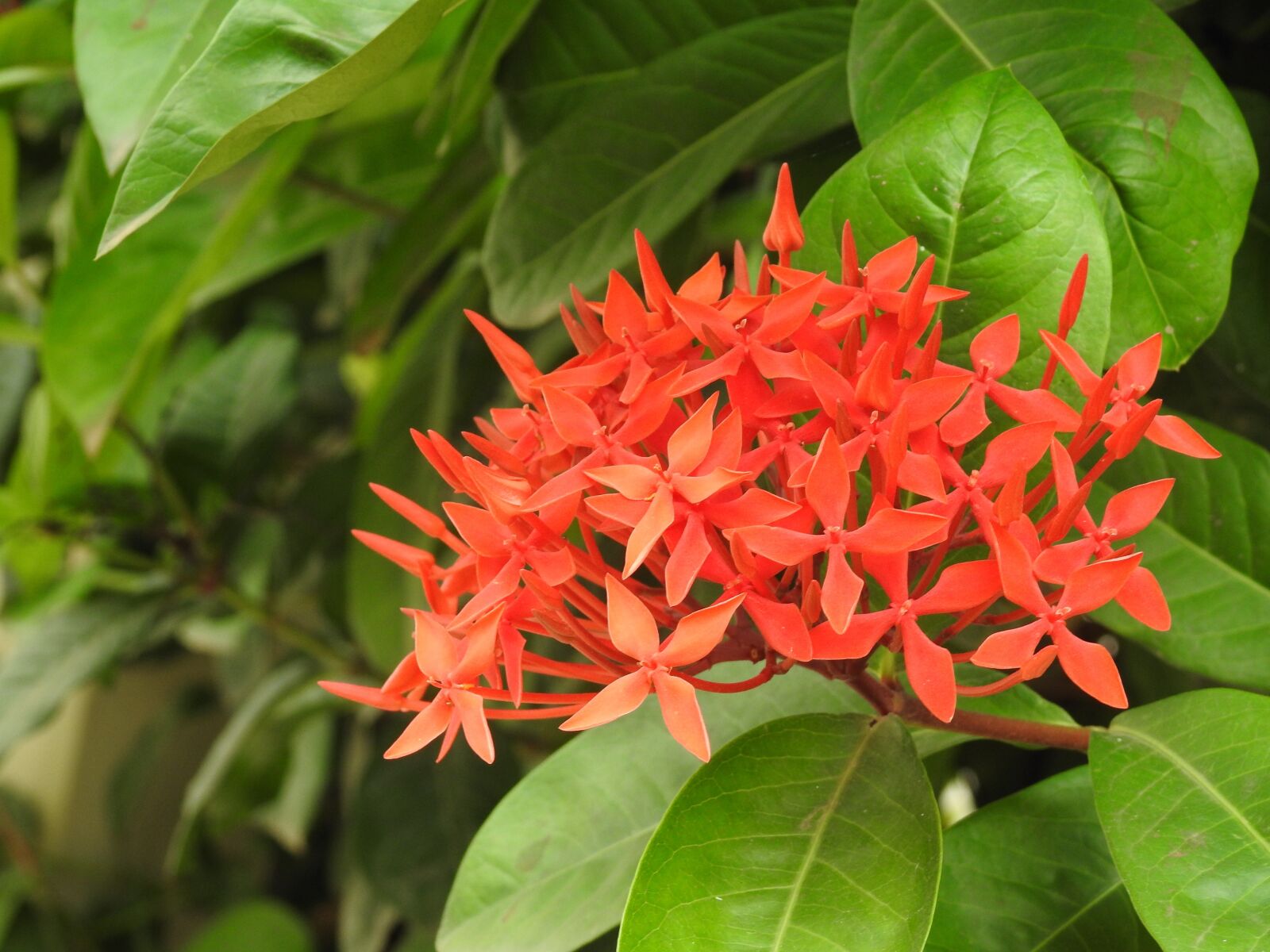 Nikon Coolpix P900 sample photo. Flower, orange, nature photography