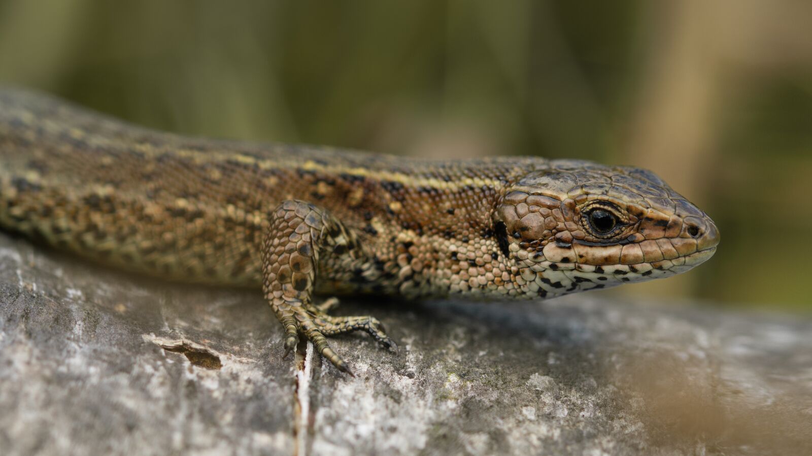 Canon EOS M50 (EOS Kiss M) sample photo. Lizard, reptile, scales photography