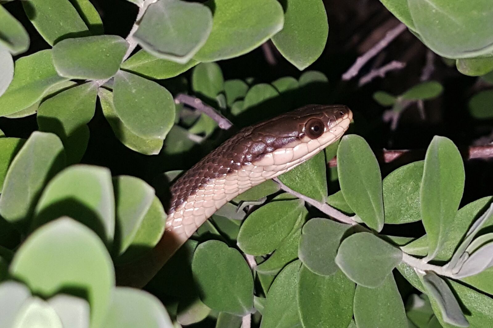 Samsung Galaxy Note5 sample photo. Snake, graham's crayfish snake photography
