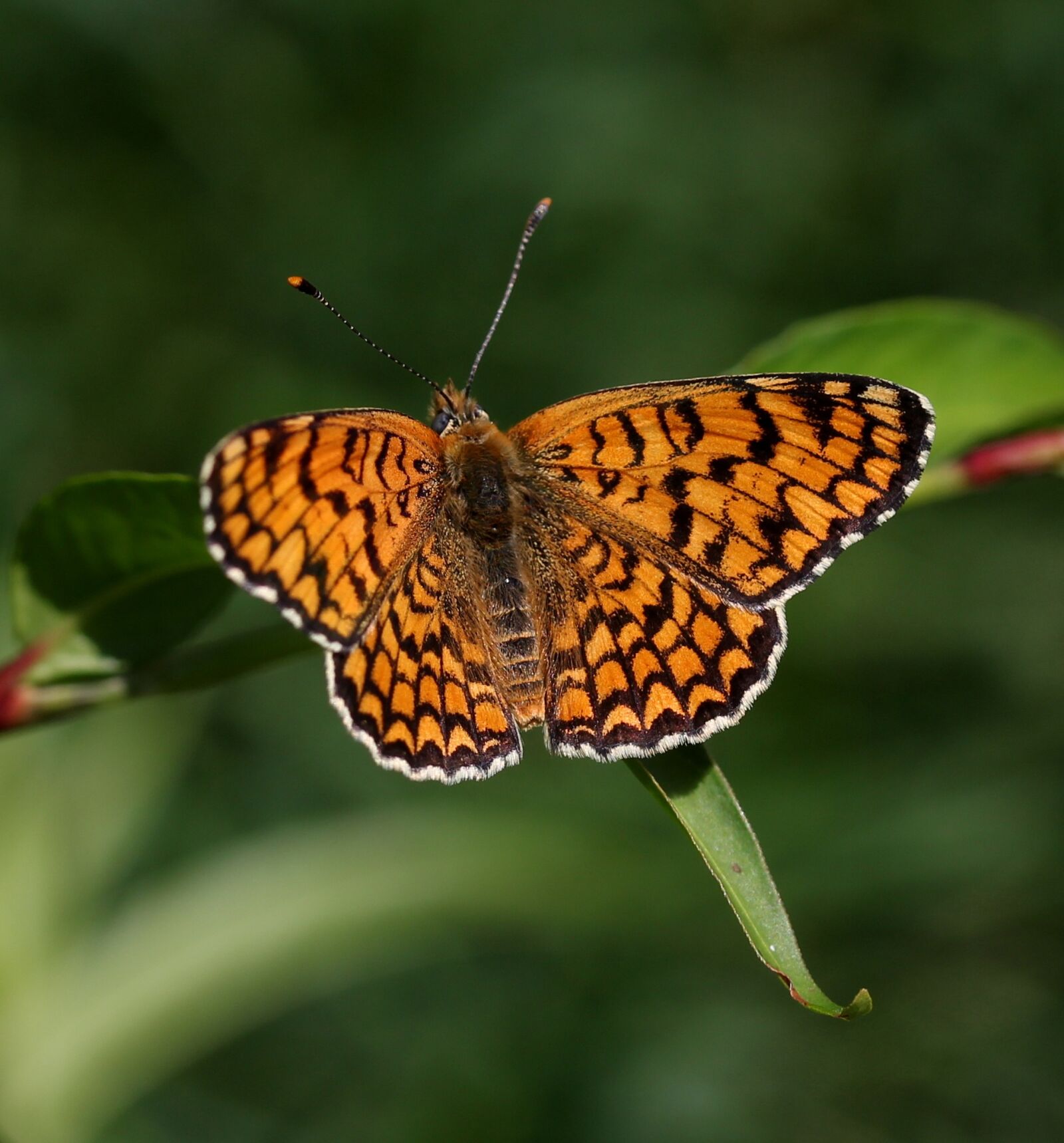 Canon EF-S 60mm F2.8 Macro USM sample photo. Butterfly, coloring, wings photography