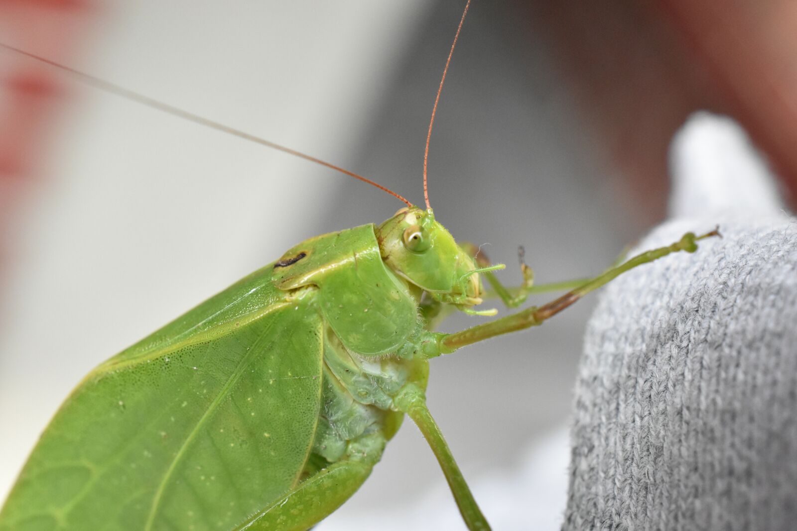 Nikon D3400 sample photo. Insect, cricket, grasshopper photography