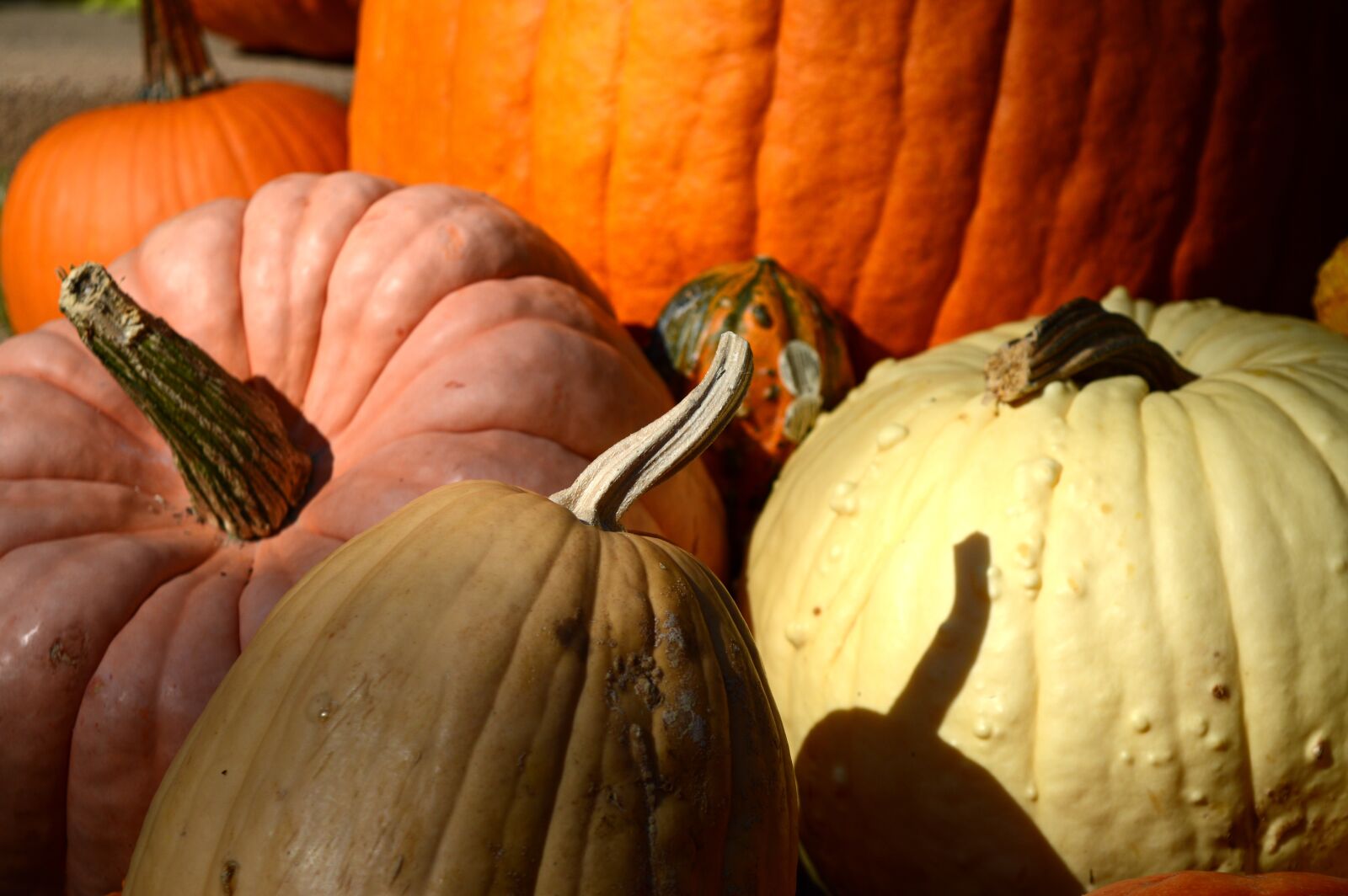 Nikon D3200 sample photo. Pumpkins, october, autumn photography