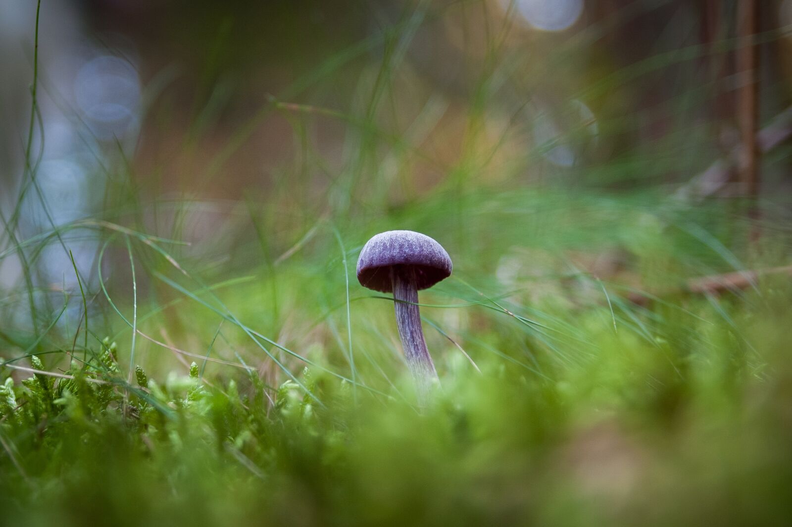 Nikon D40 sample photo. Fungus, nature, forest photography