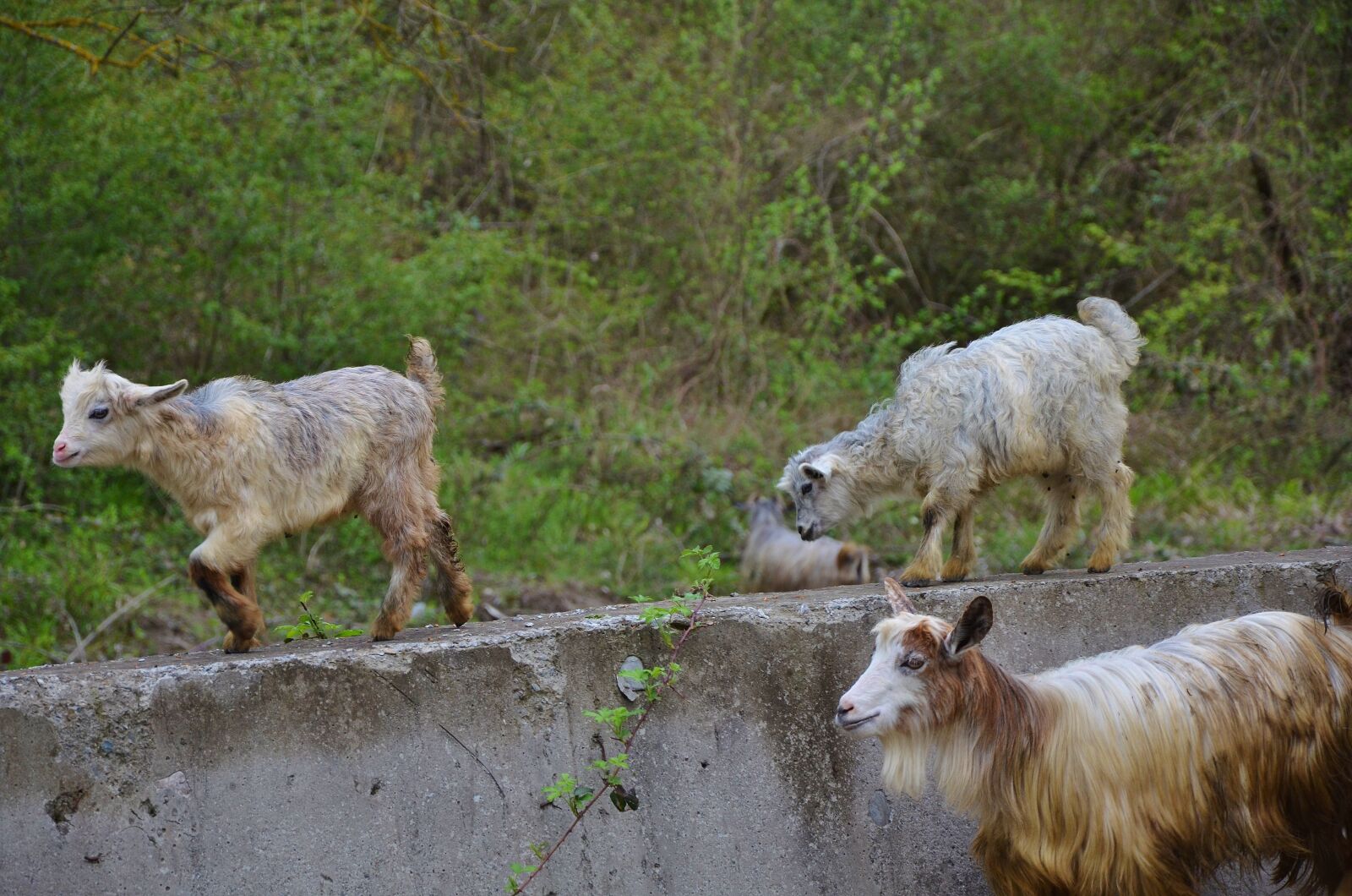 Nikon D7000 sample photo. Goat, goats, animal photography