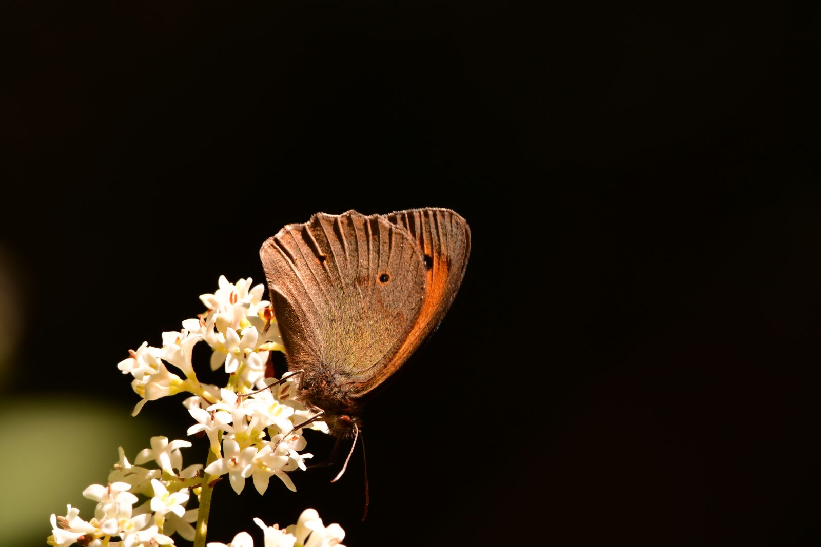 Nikon D7500 sample photo. Butterfly, flower, nature photography