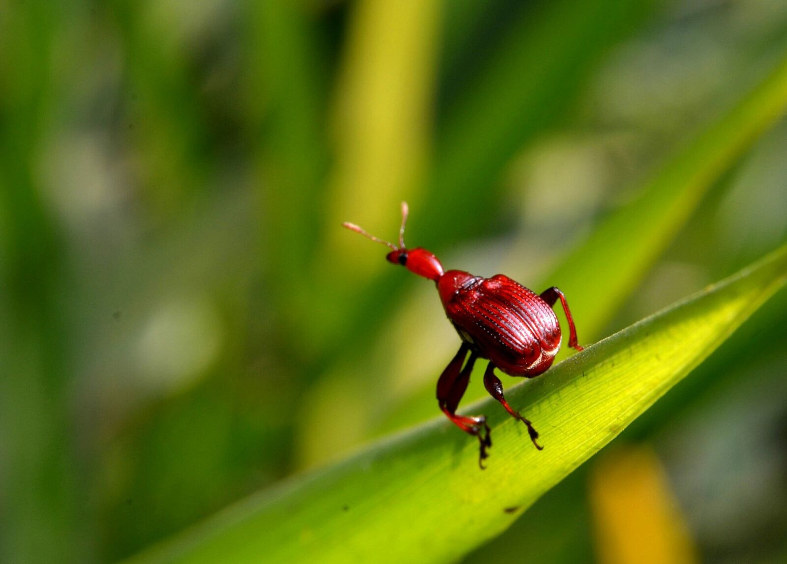 Nikon D5100 sample photo. Bugs, leaf, green photography