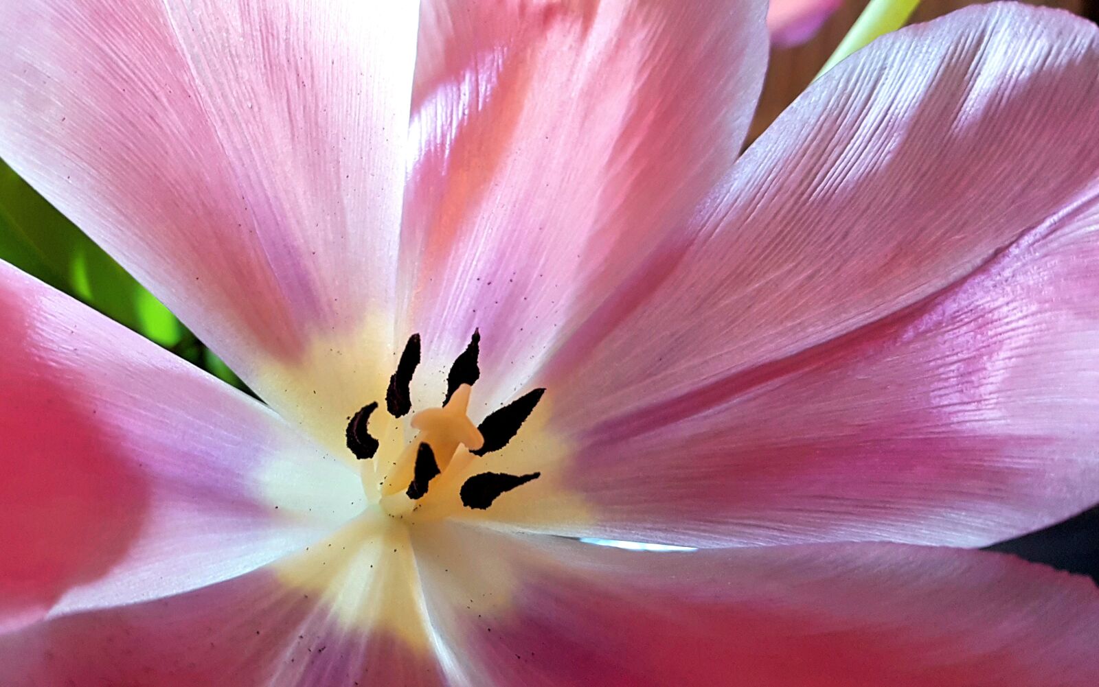 Samsung Galaxy S7 sample photo. Tulip, flower, nature photography