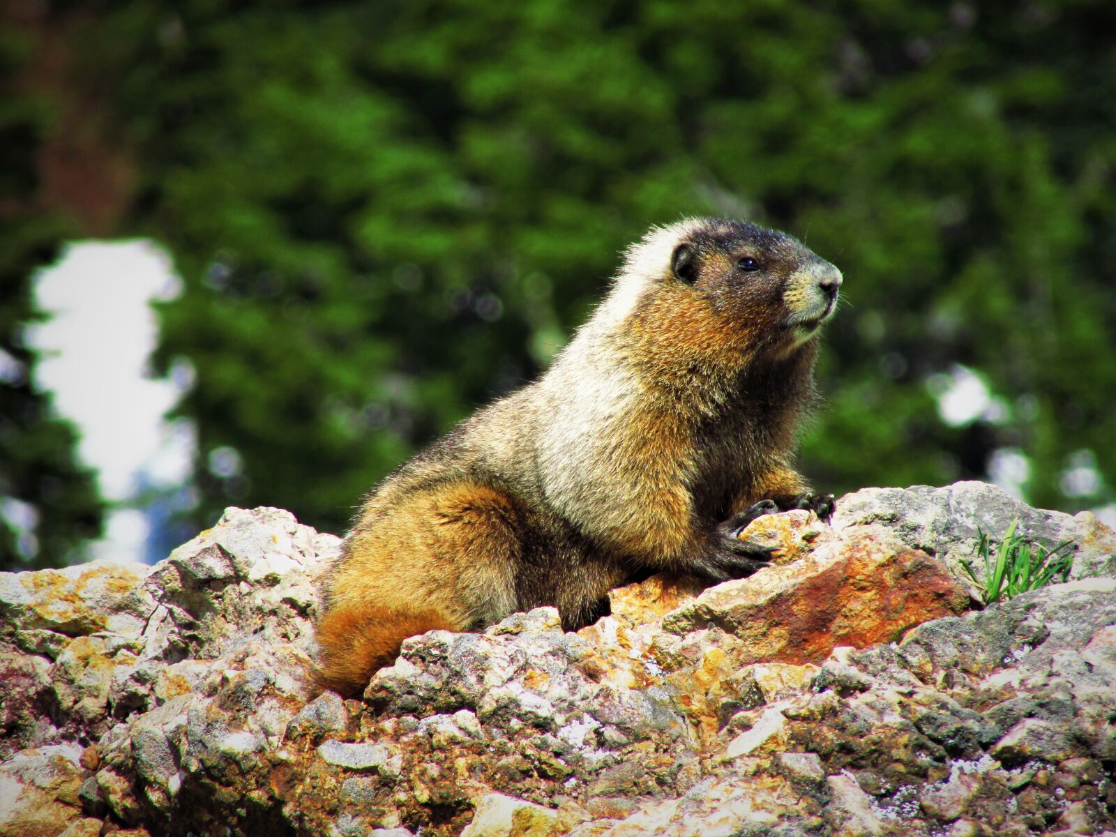Canon PowerShot SX500 IS sample photo. Yellow-bellied marmot, marmot, rodent photography