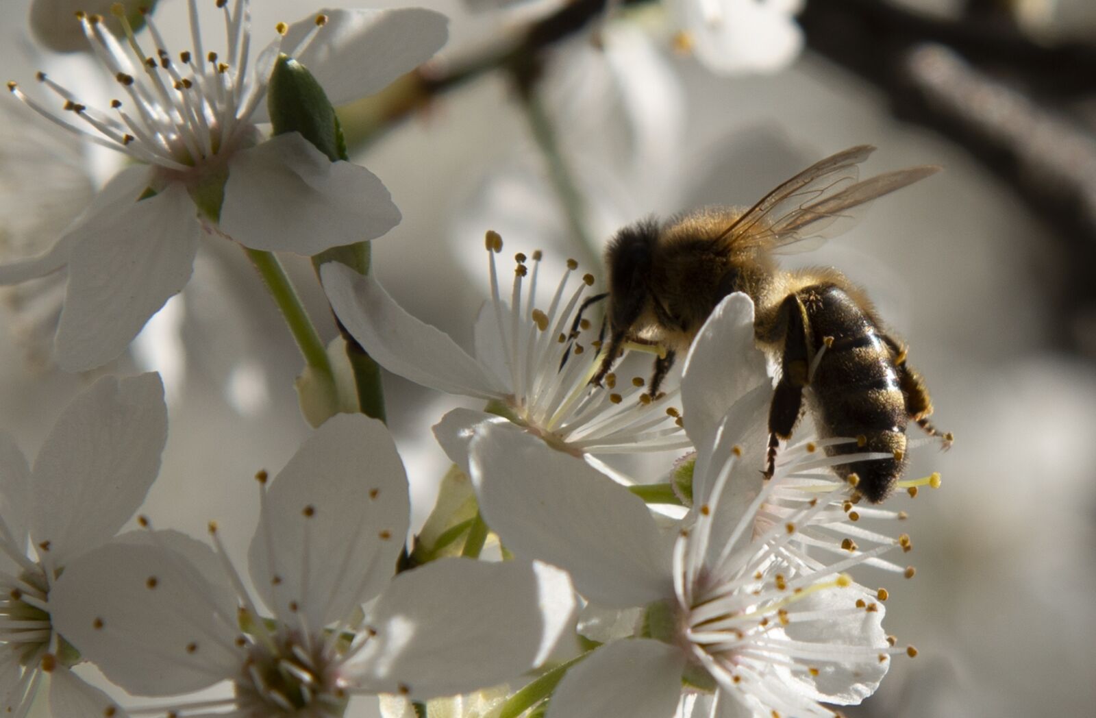 Nikon D800 sample photo. Bee, animal, nature photography