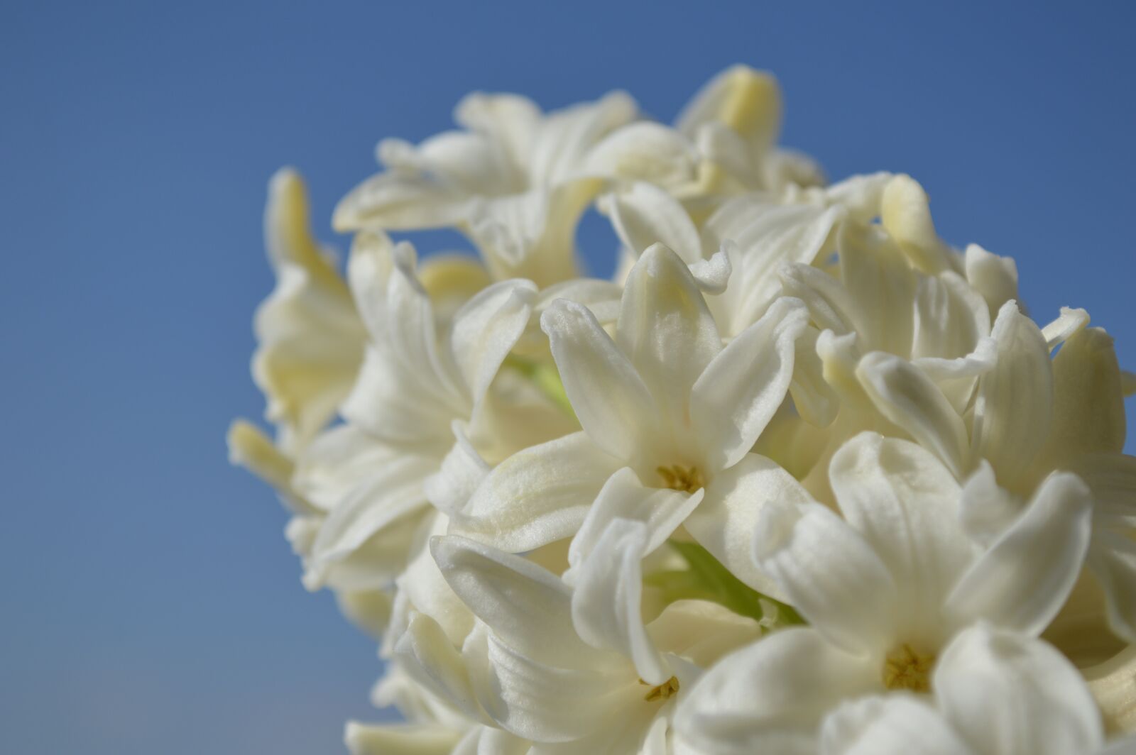 Nikon D3200 sample photo. Hyacinth, flower, blue photography