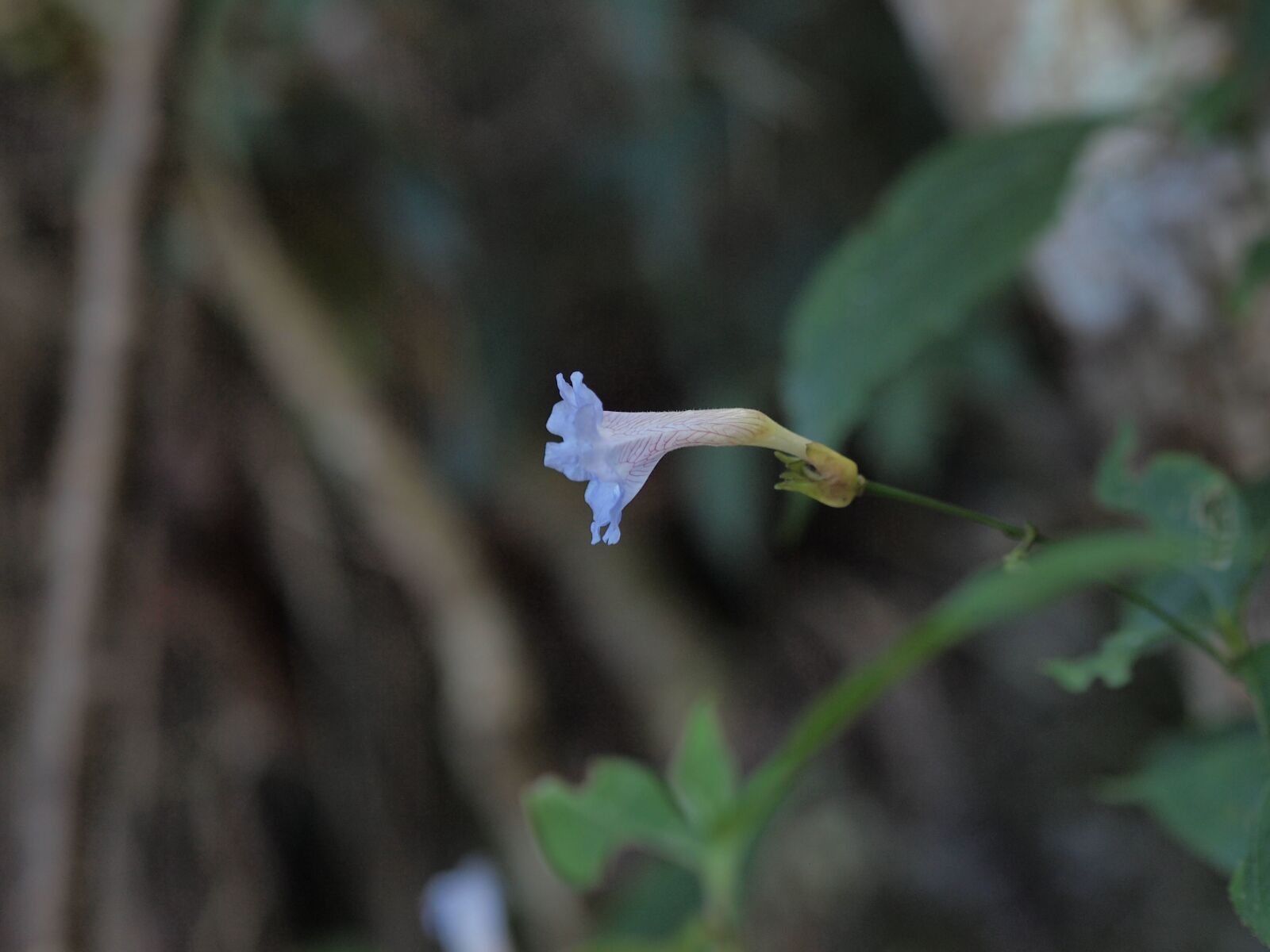 Olympus PEN E-PL1 sample photo. Hill, thailand, tourism photography
