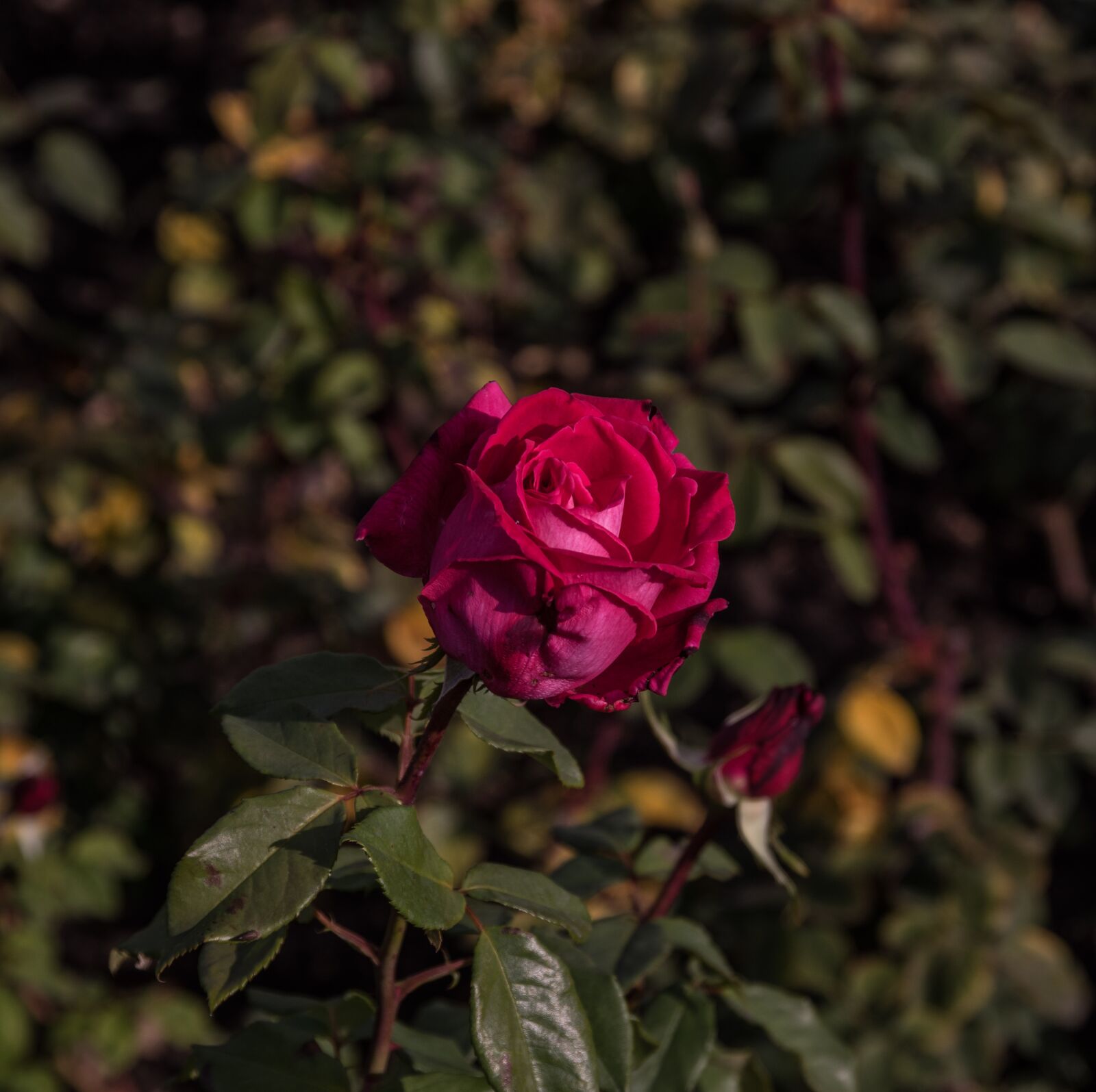 Pentax K-3 sample photo. Rose, blossom, bloom photography
