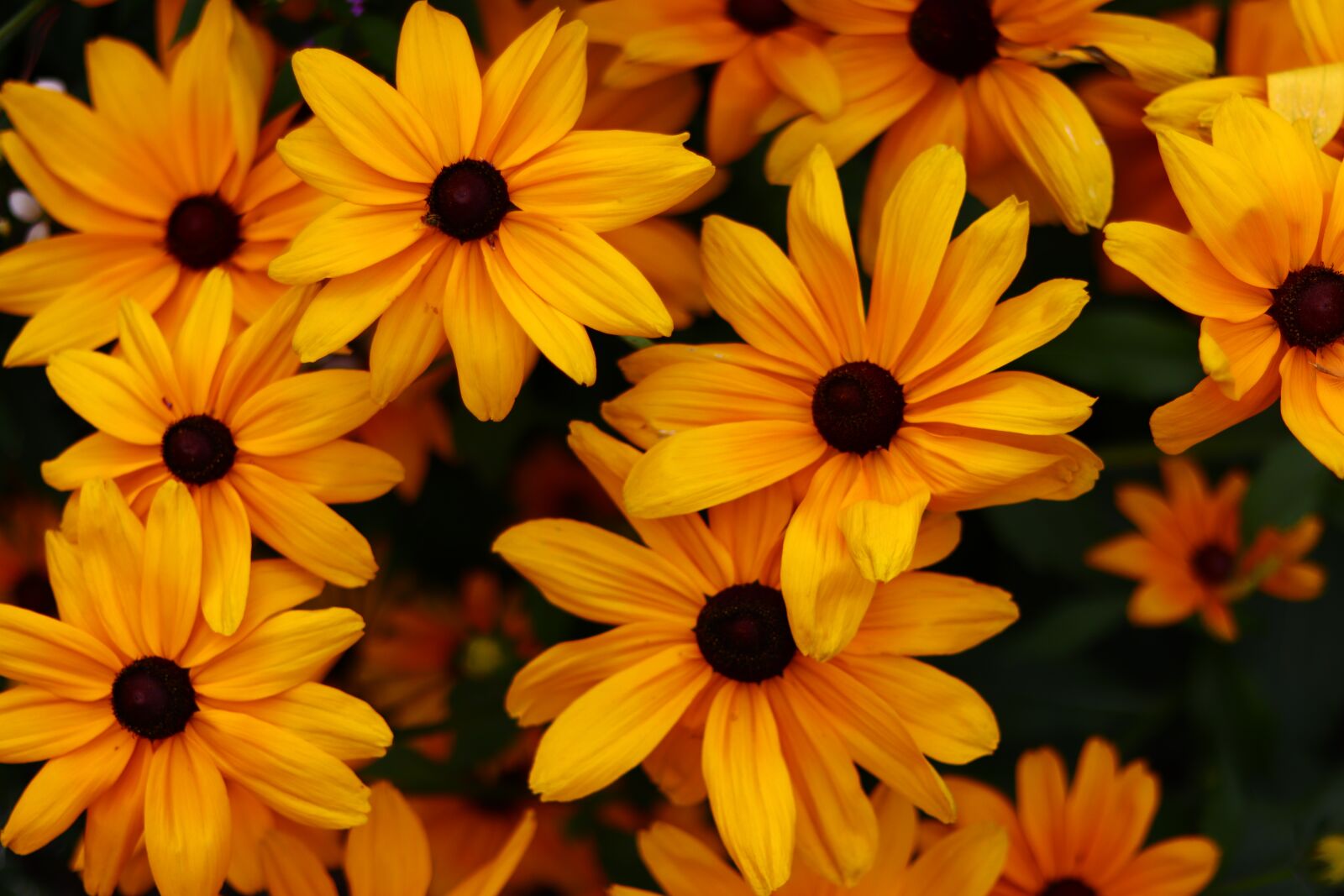 Canon EOS M50 (EOS Kiss M) sample photo. Yellow, flowers, beautiful photography