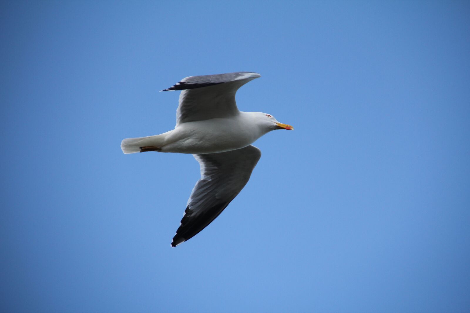 Canon EOS 550D (EOS Rebel T2i / EOS Kiss X4) sample photo. Sky, seagull, bird photography