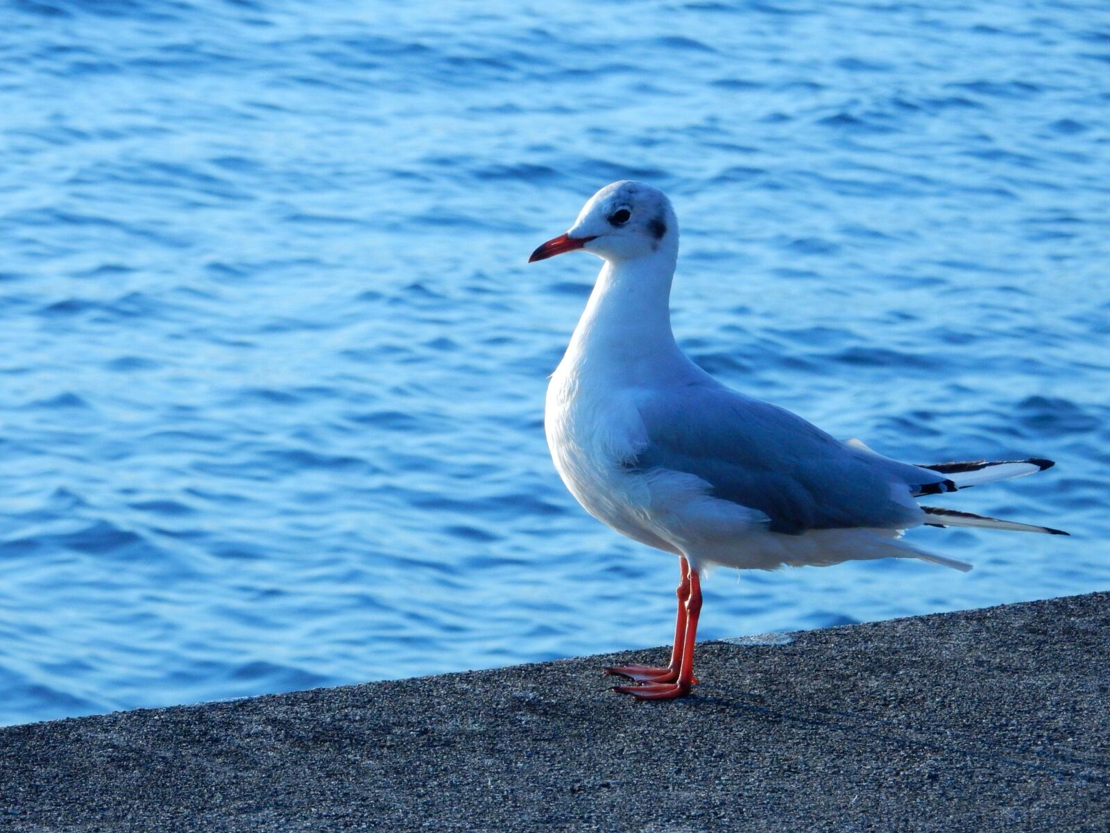 Nikon Coolpix S9900 sample photo. Seagull, water, lake photography