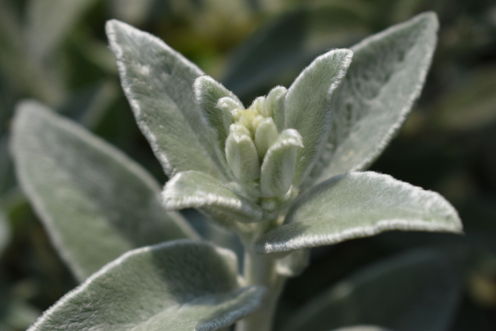 Nikon D3500 sample photo. Succulent, green, plant photography
