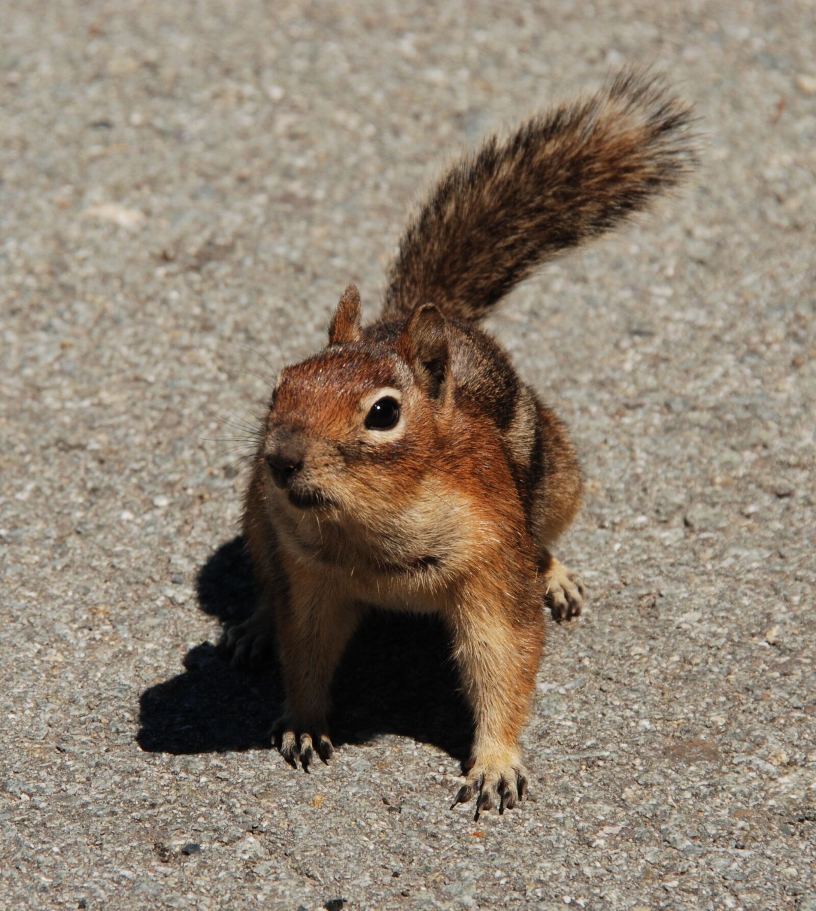 Nikon D80 sample photo. Squirrel, fauna, rodent photography