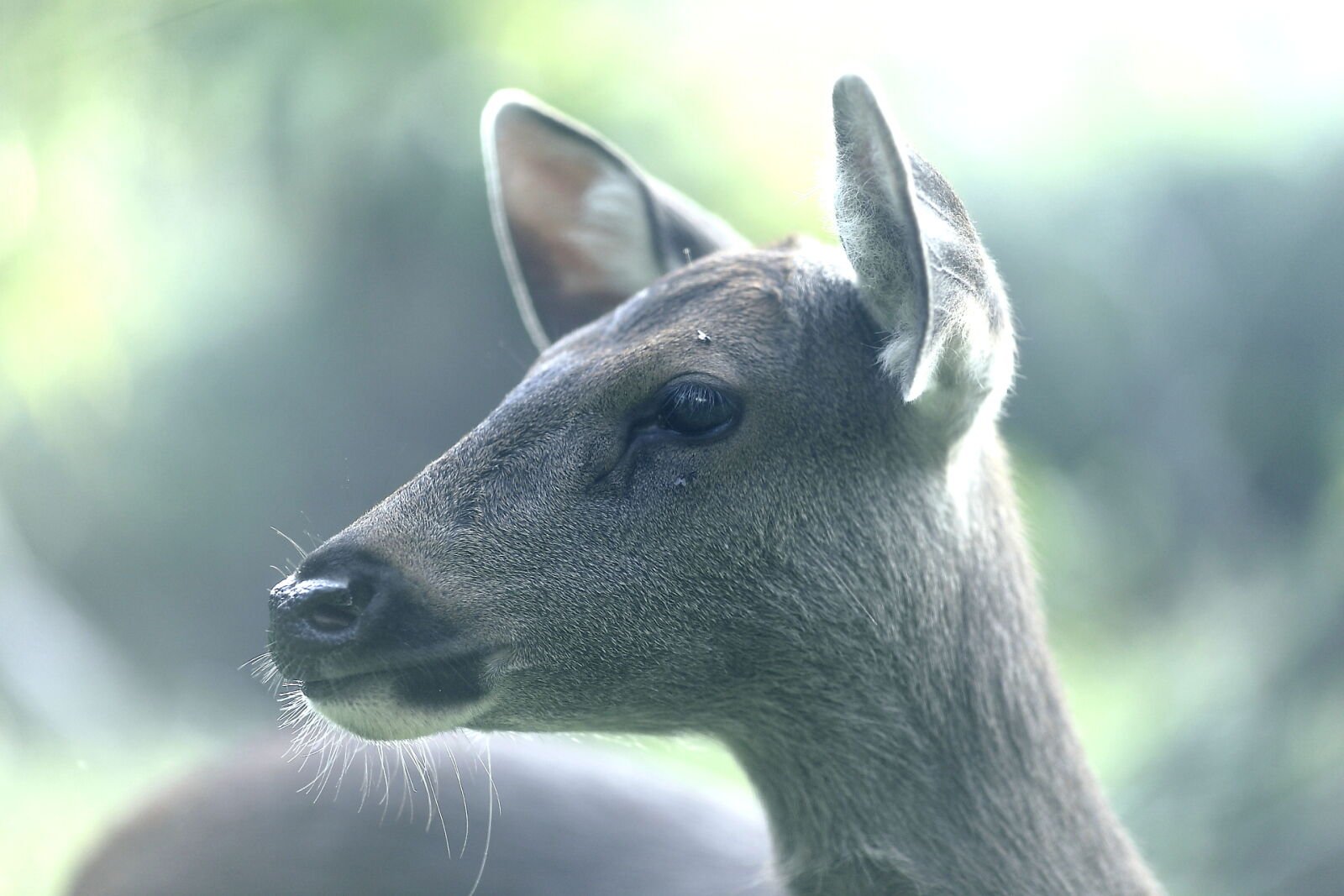 Canon EF 135mm F2L USM sample photo