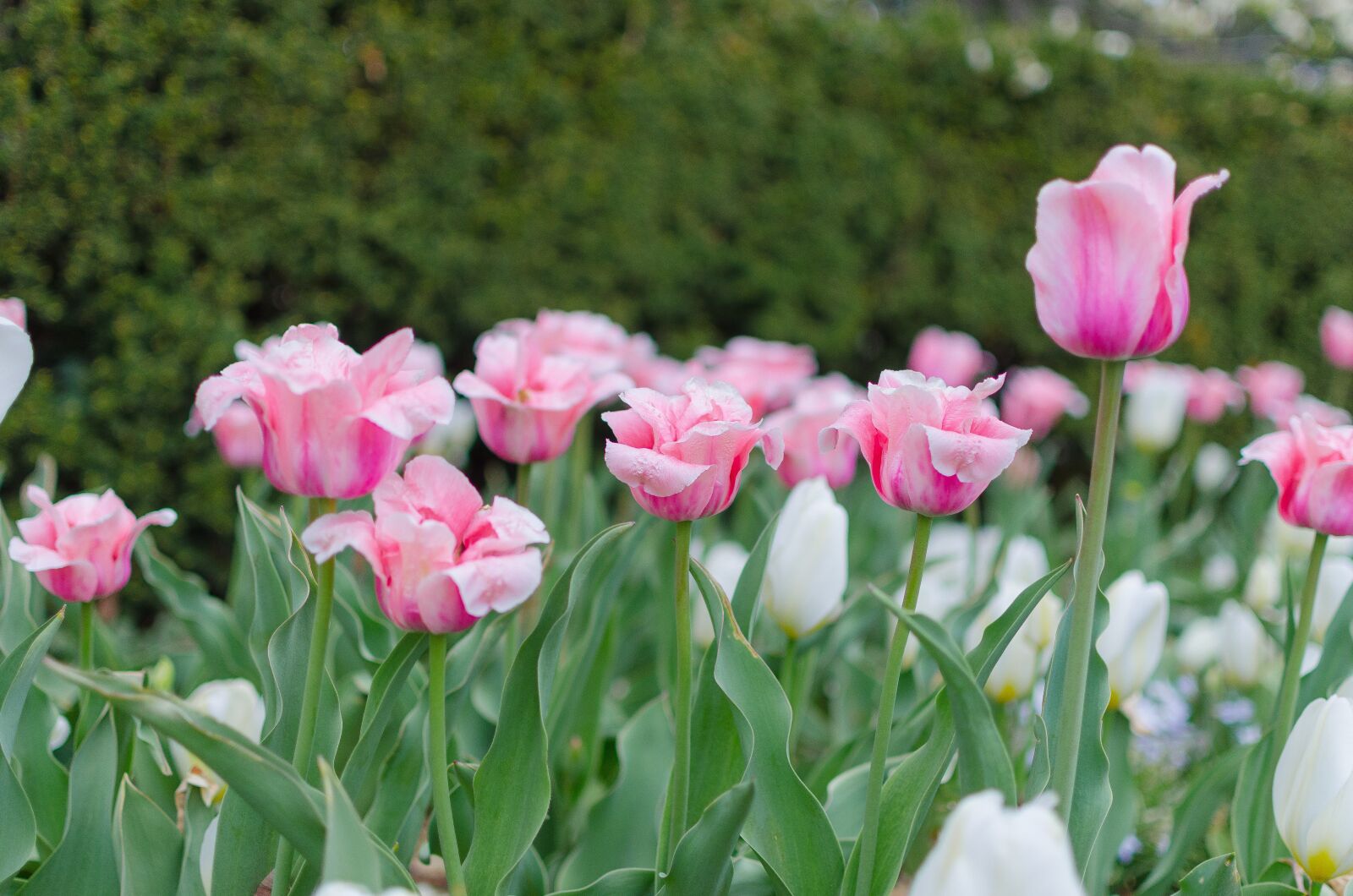 Nikon D5100 sample photo. Flowers, tulips, nature photography