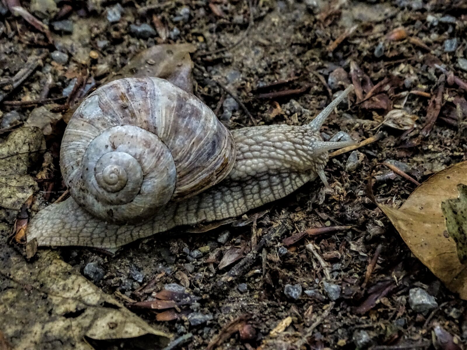 Sony Cyber-shot DSC-HX400V sample photo. Snail, nature, forest path photography