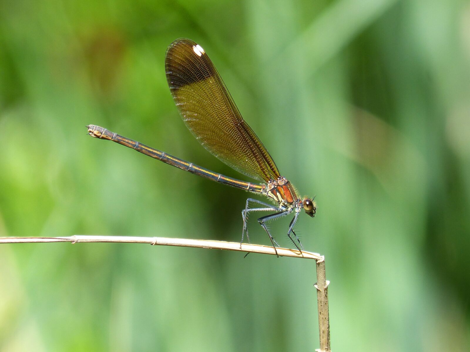 Panasonic DMC-FZ62 sample photo. Libella, black dragonfly, calopteryx photography