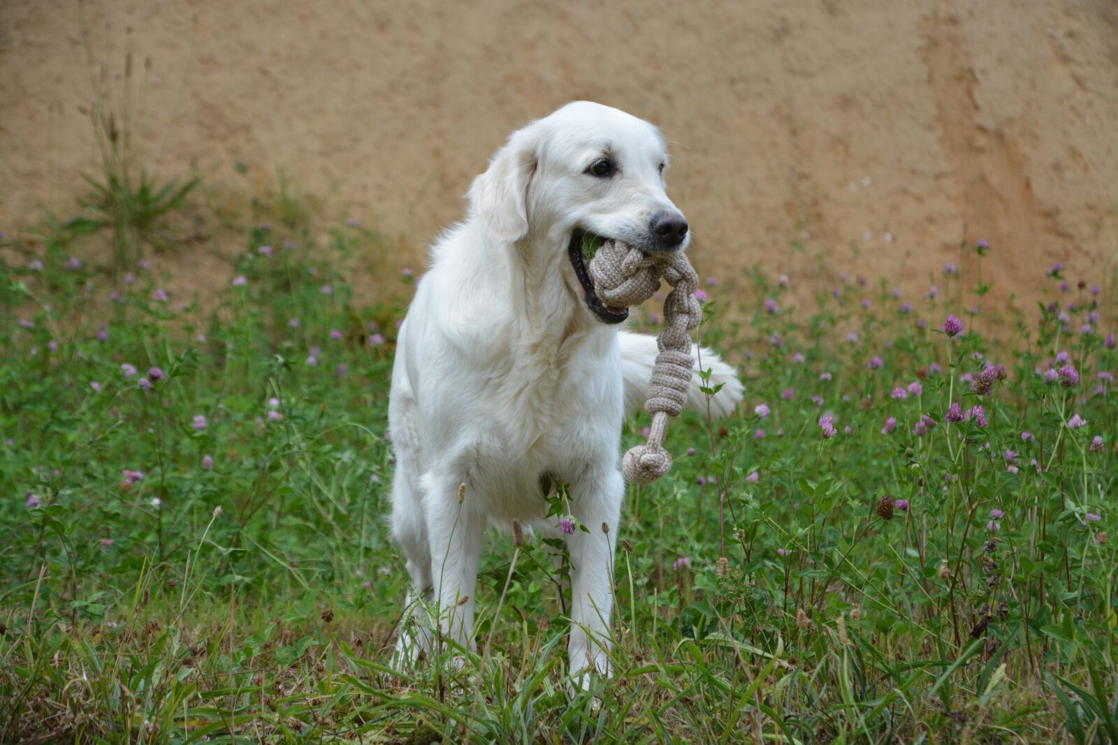 Nikon D5200 sample photo. Bitch dog, bitch mollie photography