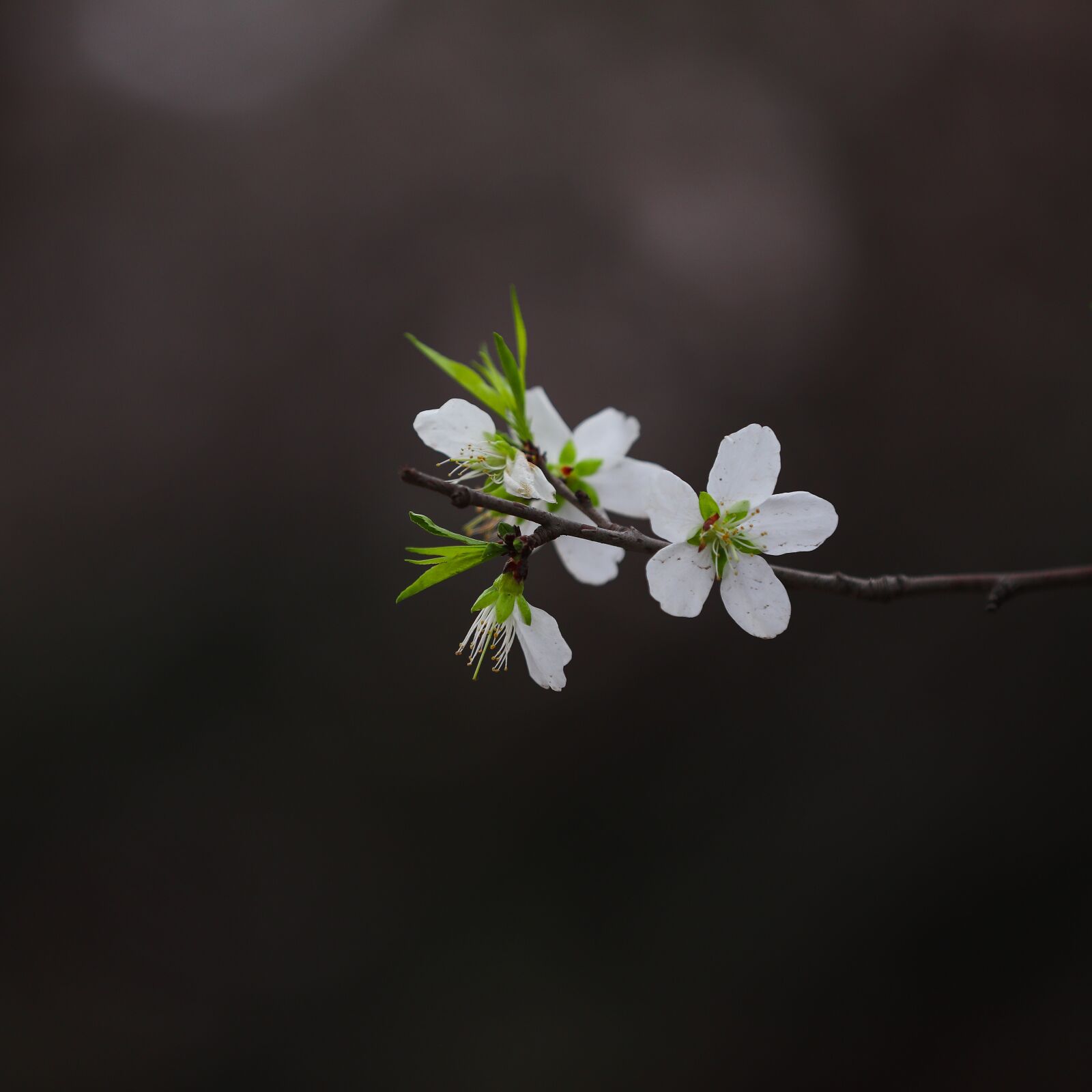 Canon EOS 5D Mark IV sample photo. Spring, germination, green photography