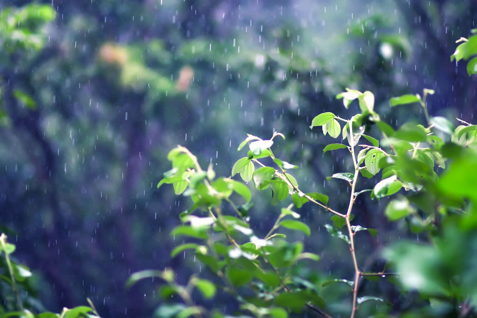 Canon EOS 60D + Canon EF 85mm F1.8 USM sample photo. After, the, rain, background photography
