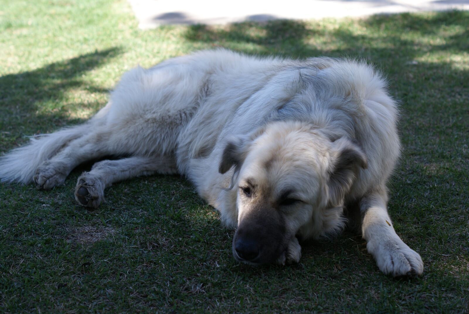 Sony Alpha DSLR-A100 sample photo. Dog, puppy, pet photography